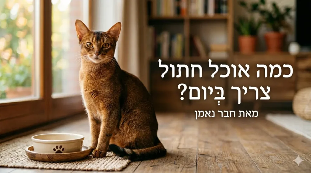 חתול אביסיני מביט למצלמה ליד קערת אוכל, על רקע כיתוב בעברית: 'כמה אוכל חתול צריך ביום? - מאת חבר נאמן'.