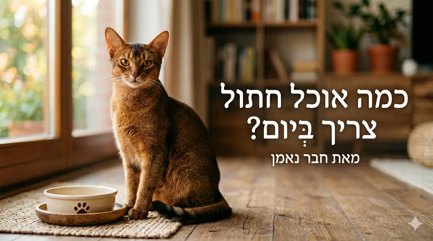 חתול אביסיני מביט למצלמה ליד קערת אוכל, על רקע כיתוב בעברית: 'כמה אוכל חתול צריך ביום? - מאת חבר נאמן'.
