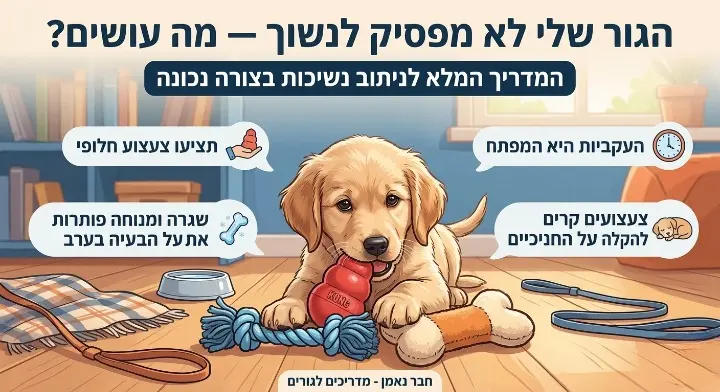 אינפוגרפיקה למאמר: הגור שלי לא מפסיק לנשוך. בתמונה נראה גור לברדור חמוד עם צעצועי לעיסה (קונג, חבל) ואייקונים עם טיפים לאילוף: ניתוב נשיכות, עקביות, צעצועים קרים וזמני מנוחה בערב.
