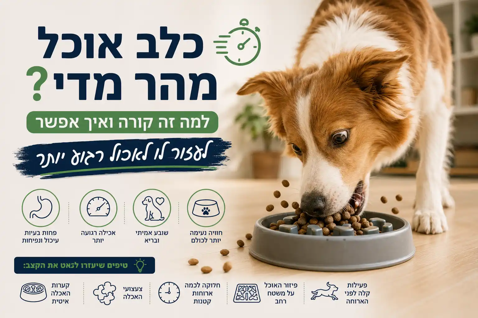 כלב אוכל מזון יבש מתוך קערת האטה מיוחדת לכלבים המסייעת לאכילה רגועה יותר, שיפור תחושת השובע והפחתת בעיות עיכול