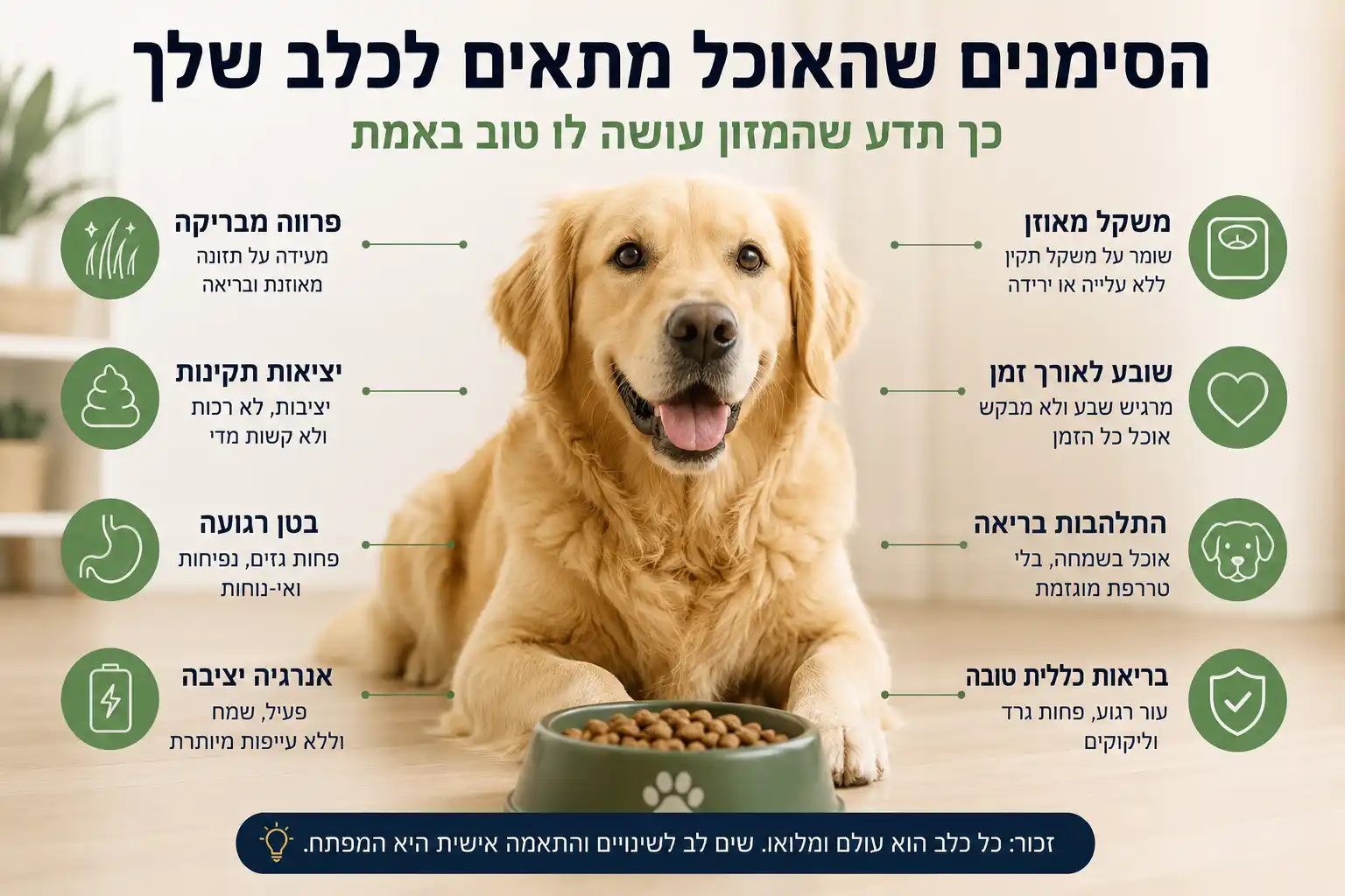 כלב בריא ליד קערת אוכל עם סימנים המעידים על התאמה טובה של המזון כמו פרווה בריאה, יציאות תקינות, שובע לאורך זמן ואנרגיה יציבה