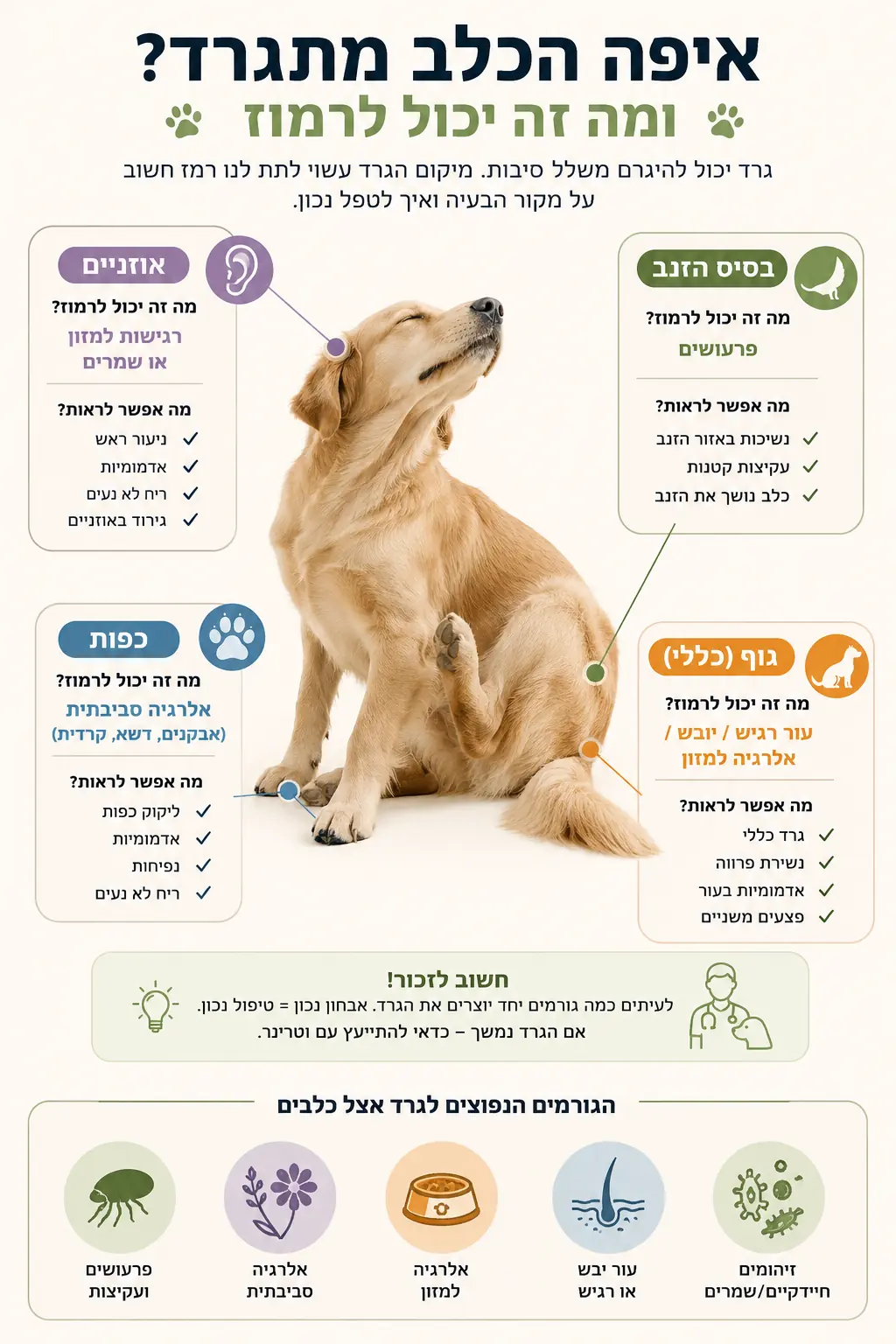אינפוגרפיקה על אזורי גרד אצל כלבים ומה כל אזור יכול לרמוז על אלרגיה, פרעושים או רגישות סביבתית.