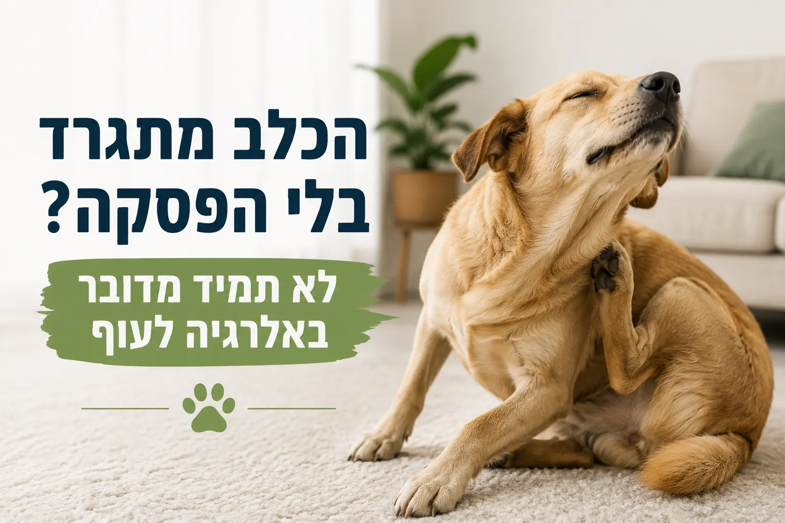 כלב מתגרד בבית עם כותרת על אלרגיה לעוף וגרד אצל כלבים.