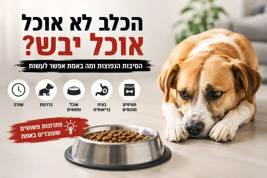 כלב לא אוכל אוכל יבש ושוכב ליד קערת מזון מלאה – הסיבות הנפוצות לירידה בתיאבון אצל כלבים ופתרונות מומלצים
