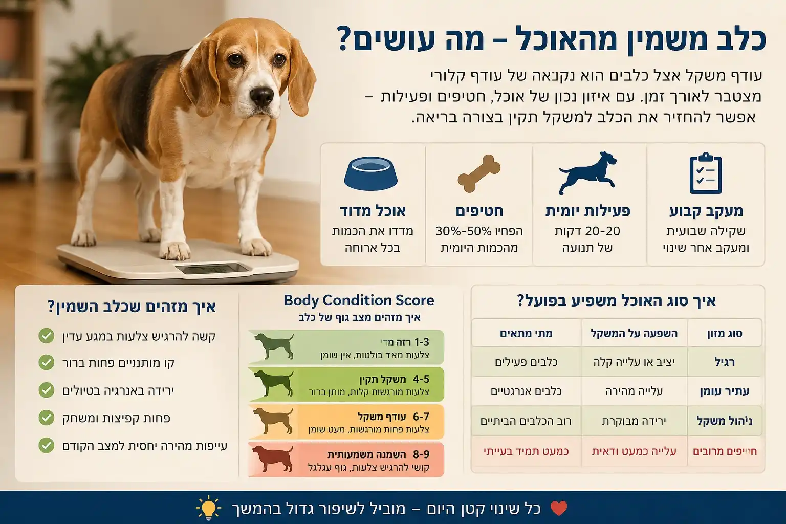 כלב עם עודף משקל עומד על משקל ביתי – אינפוגרפיקה על השמנה אצל כלבים, סוגי מזון, פעילות גופנית ו־Body Condition Score