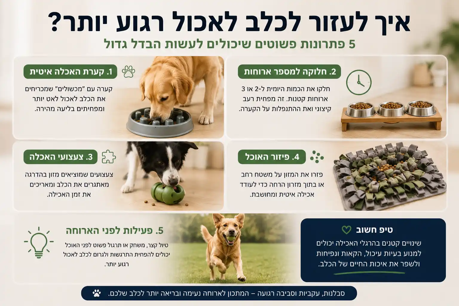 שיטות מומלצות לעזור לכלב לאכול רגוע יותר באמצעות קערת האכלה איטית, צעצועי האכלה וחלוקת המזון למספר ארוחות