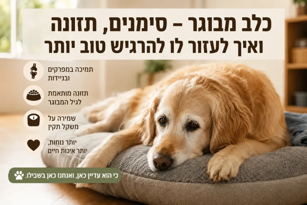 כלב מבוגר שוכב בבית – סימני הזדקנות, תזונה וטיפים לשיפור איכות החיים