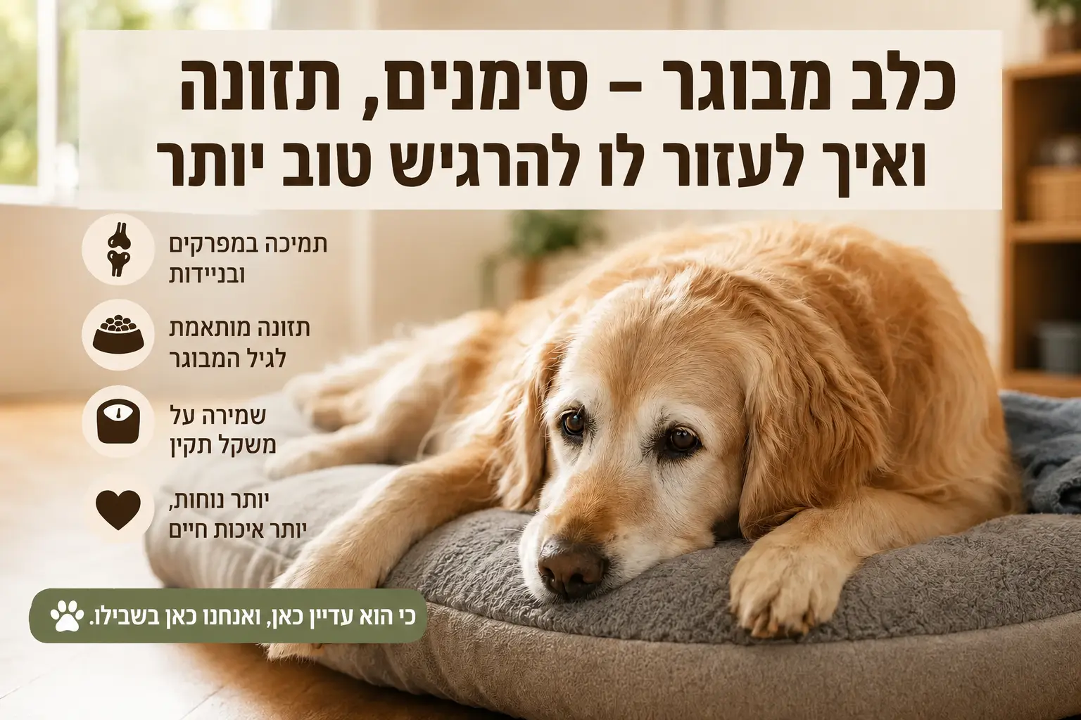 כלב מבוגר שוכב בבית – סימני הזדקנות, תזונה וטיפים לשיפור איכות החיים