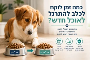 כמה זמן לוקח לכלב להתרגל לאוכל חדש – מעבר הדרגתי בין מזון ישן למזון חדש לכלבים