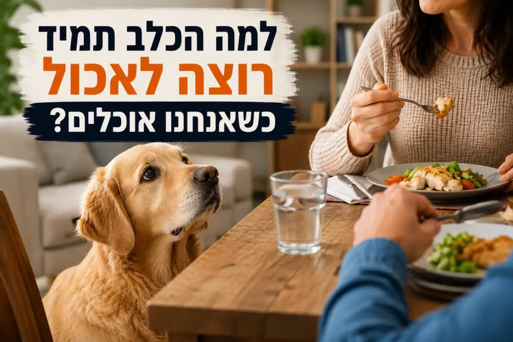 כלב יושב ליד שולחן האוכל ומביט בבעליו בזמן הארוחה – למה כלבים רוצים לאכול כשאנחנו אוכלים?