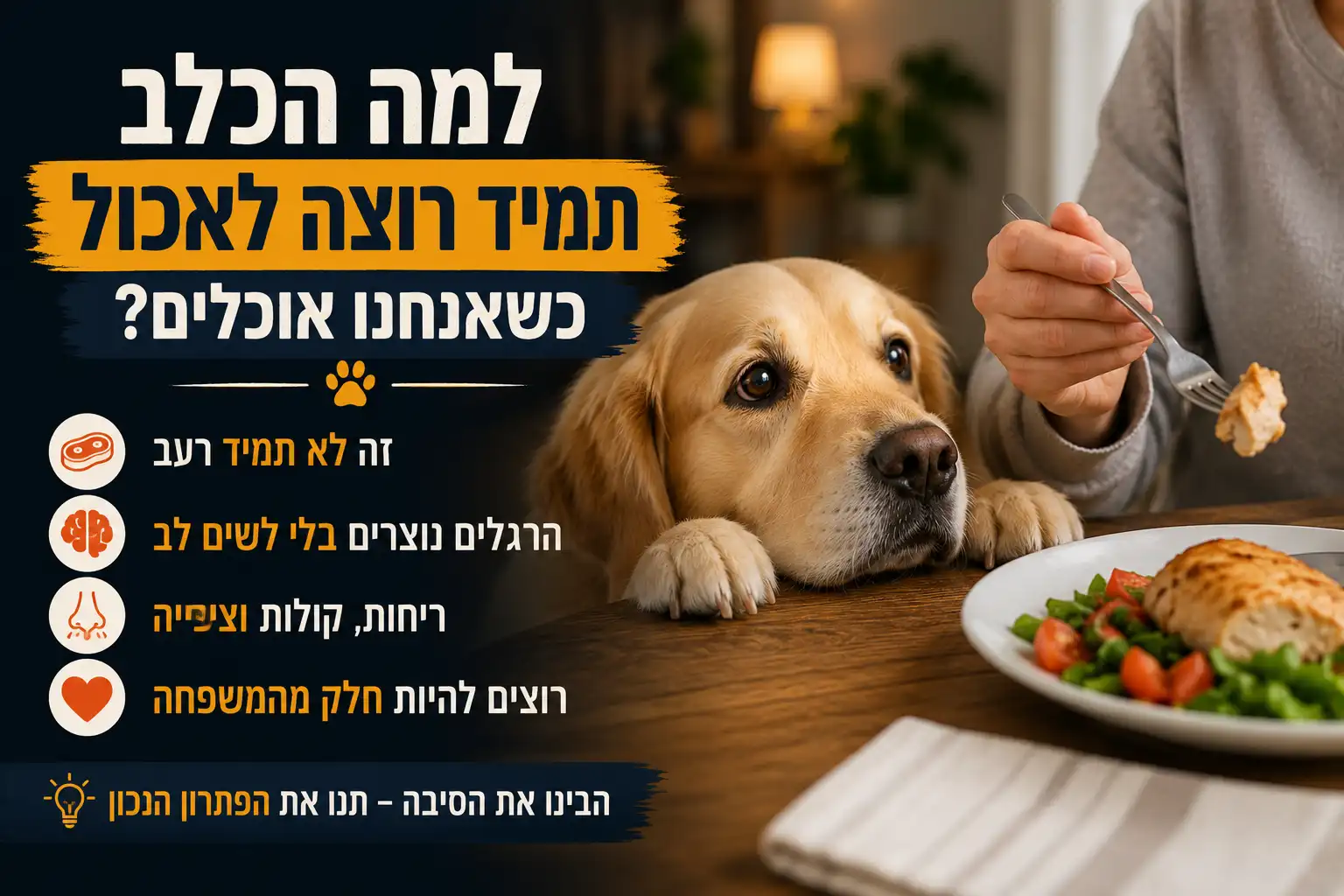 למה הכלב תמיד רוצה לאכול כשאנחנו אוכלים כלב מביט באוכל שעל השולחן בזמן שבעליו אוכלים ארוחה