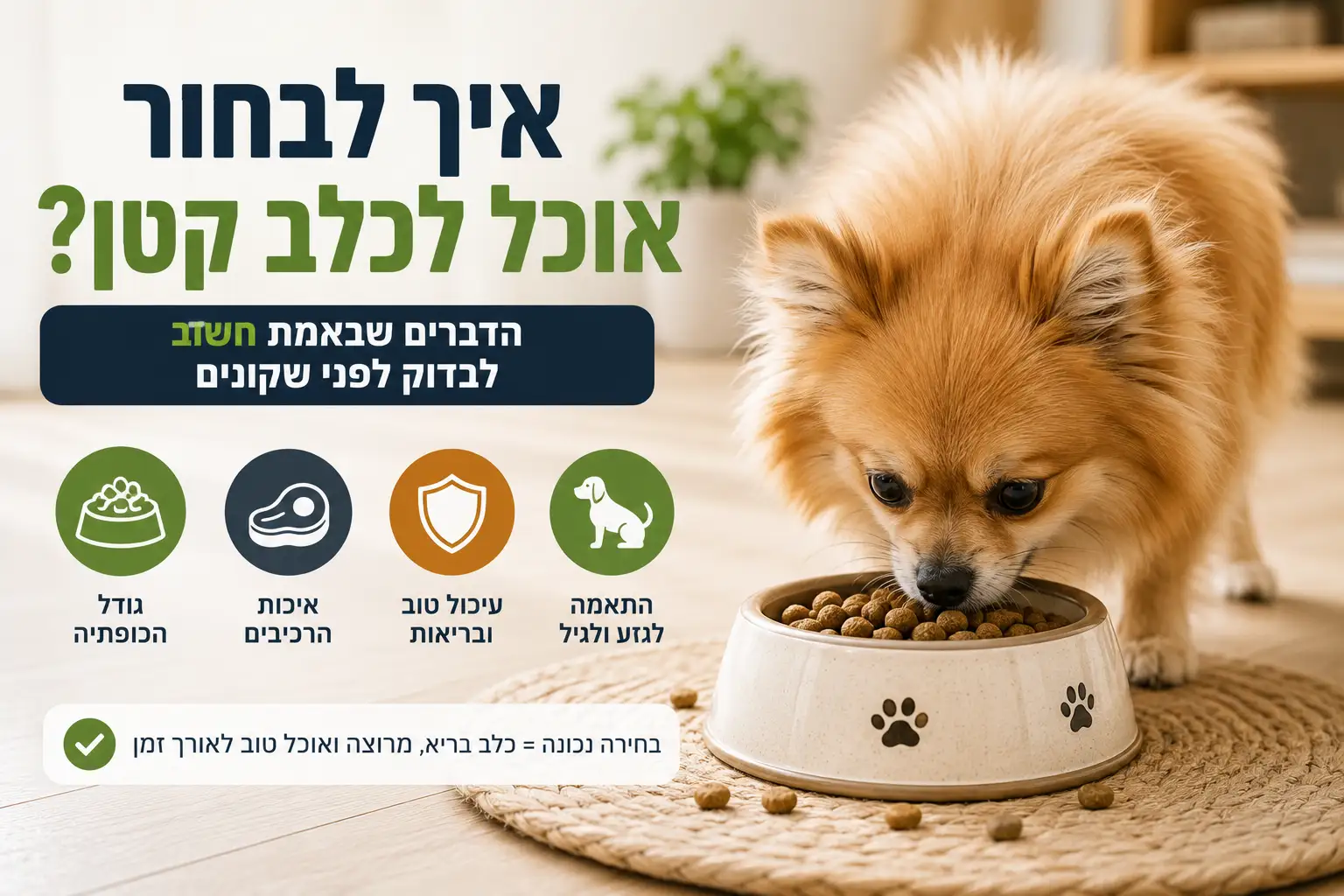 איך לבחור אוכל לכלב קטן – פומרניין אוכל כופתיות קטנות מקערה במדריך לבחירת מזון מתאים לכלבים מגזעים קטנים