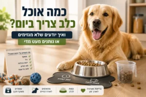 כמה אוכל כלב צריך ביום – כלב לצד קערת אוכל וכוס מדידה במדריך על התאמת כמות המזון היומית לפי משקל, גיל ורמת פעילות