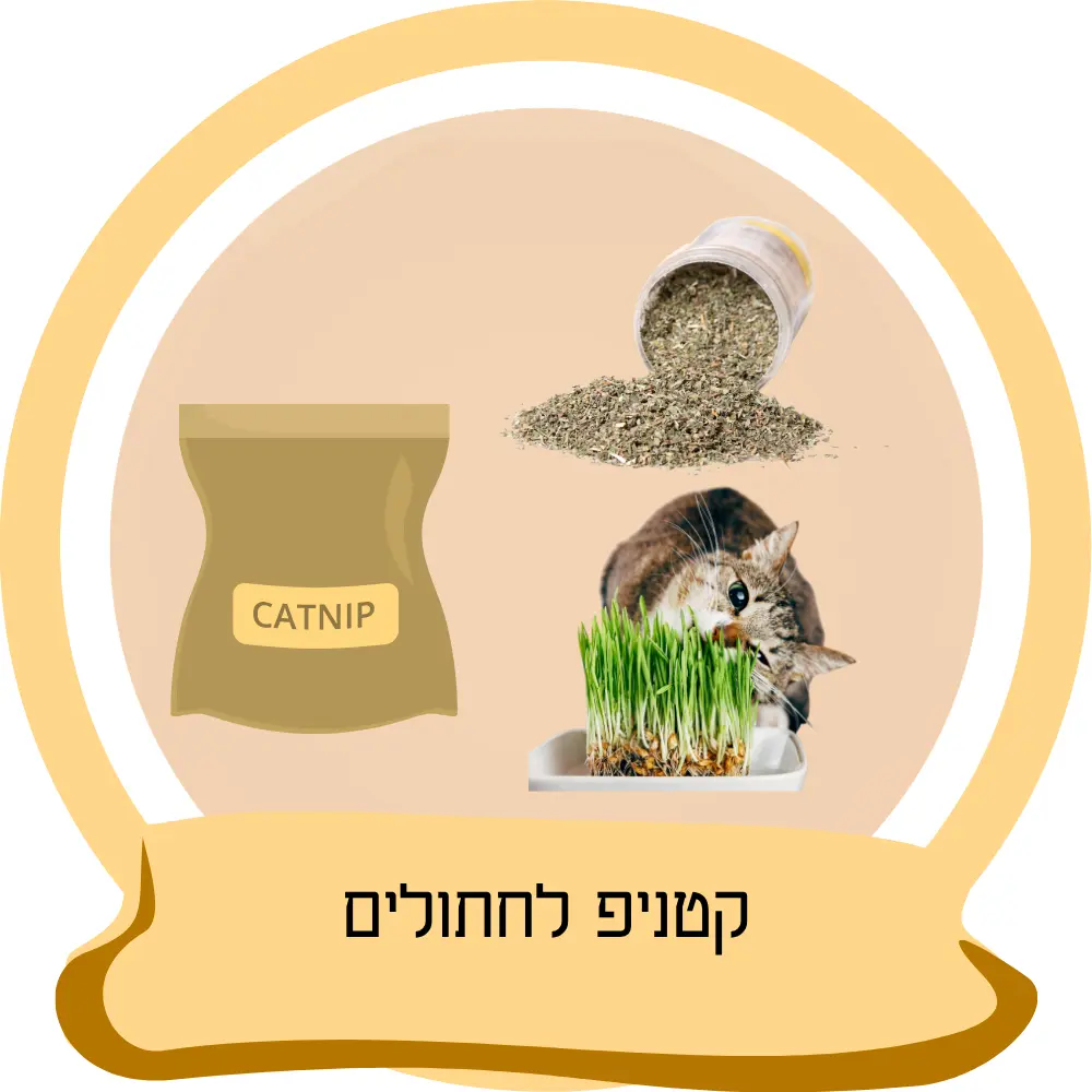 קטניפ לחתולים – נפית חתולים ודשא לחתולים