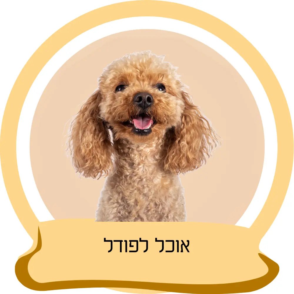 אוכל לפודל – מזון מותאם לכלבי פודל