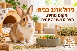 גידול ארנב בבית
