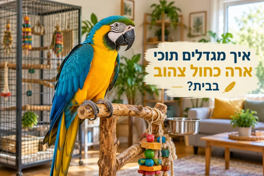 גידול תוכי ארה כחול צהוב