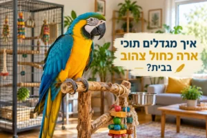 גידול תוכי ארה כחול צהוב