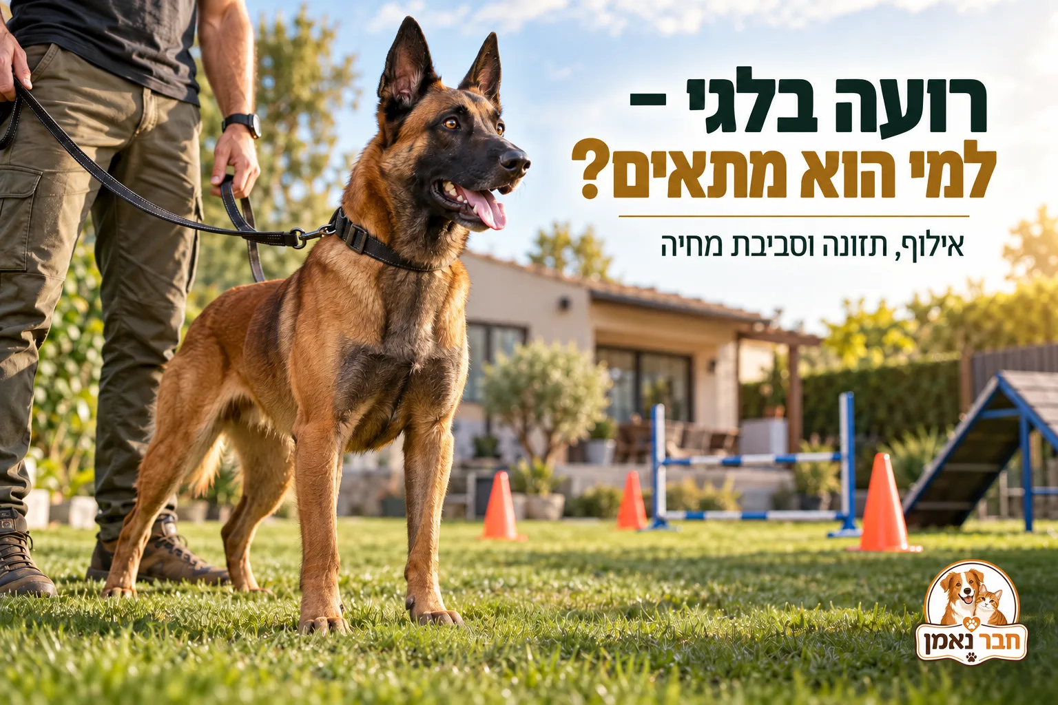 רועה בלגי